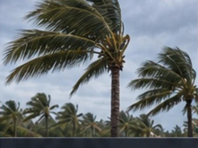 Palm trees bending in hurricane winds